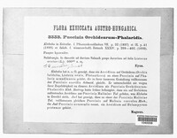 Puccinia orchidearum-phalaridis image